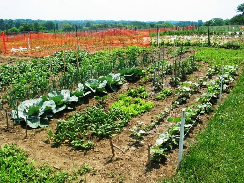 Garden plot picture - Press Release